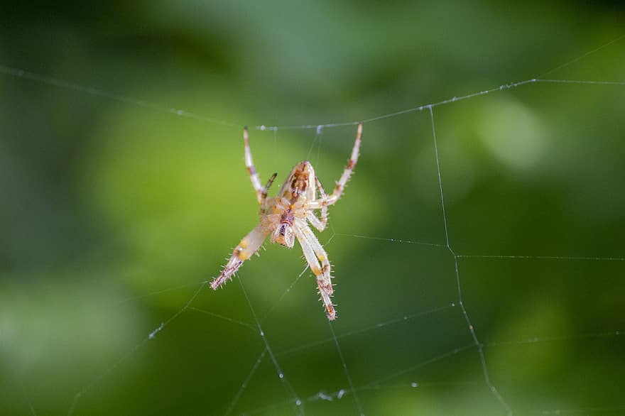 fotografia makro, pająk, sieć, pajęcza sieć, owad, pajęczyna