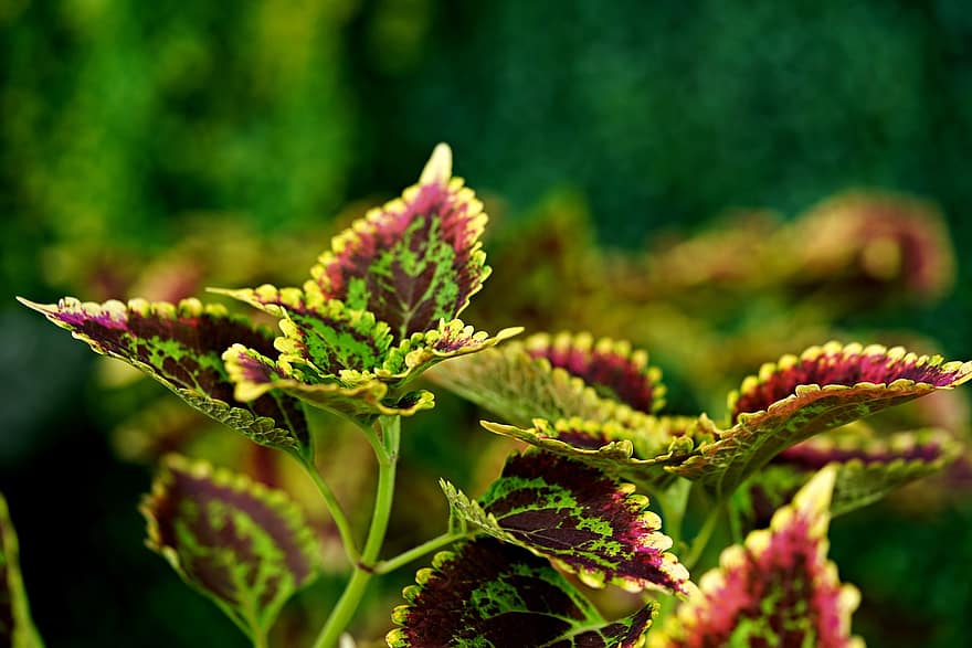 Coleus, Plant, Leaves, Herb, Multi-colored Leaves, Flora, Nature, close-up, leaf, green color, summer