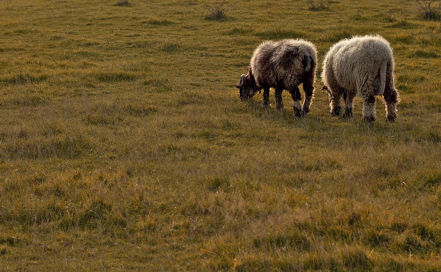 Sheep, Ram, Wool, Pasture, Grass, Graze, Eat, Animals, Farm, Agriculture, Rural