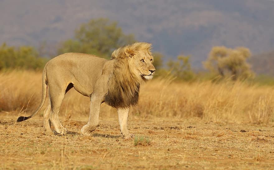 singa, kekuatan, kekuasaan, pemimpin, Leo, mengaum, hewan, raja, liar, margasatwa, predator