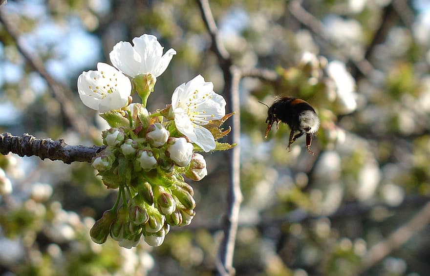 bumblebee, inseto, assim, polinizar, flor de maçã, fechar-se, flor, primavera, plantar, macro, Flor