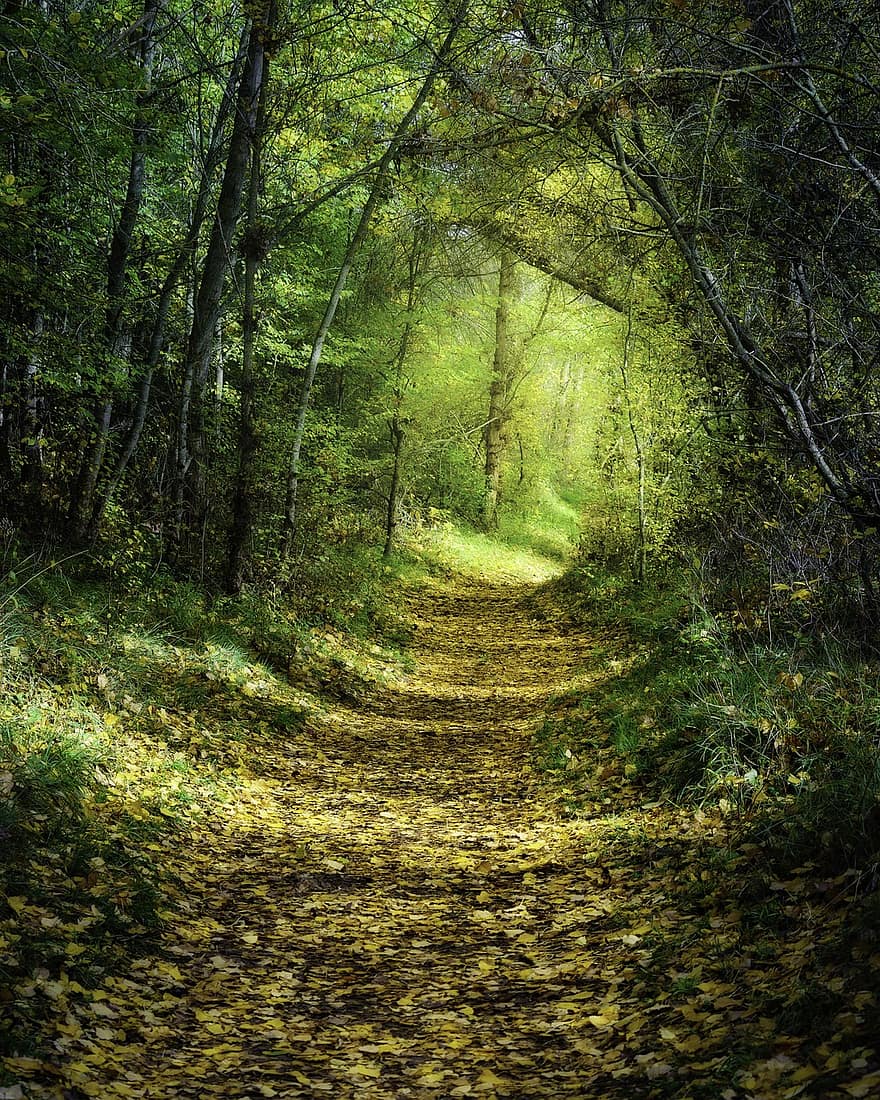 sentiero, foresta, alberi, sentiero nel bosco, pista, boschi, foglie cadute, autunno, le foglie, fogliame, foglie d'autunno