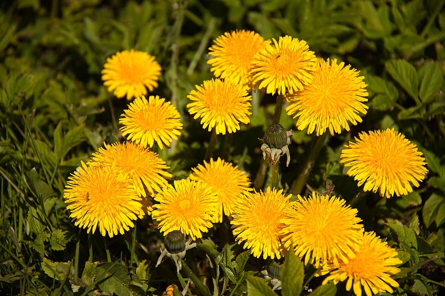 Dandelion, Flower, Plant, Petals, Spring, Garden, Flora, Flowering, summer, close-up, yellow