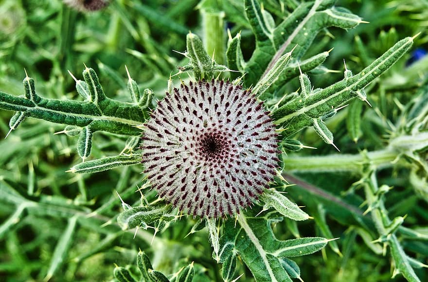 Woolly Thistle, Flower, Bud, Seeds, Seed Head, Leaves, Spines, Prickly, Plant, Weed, Nature