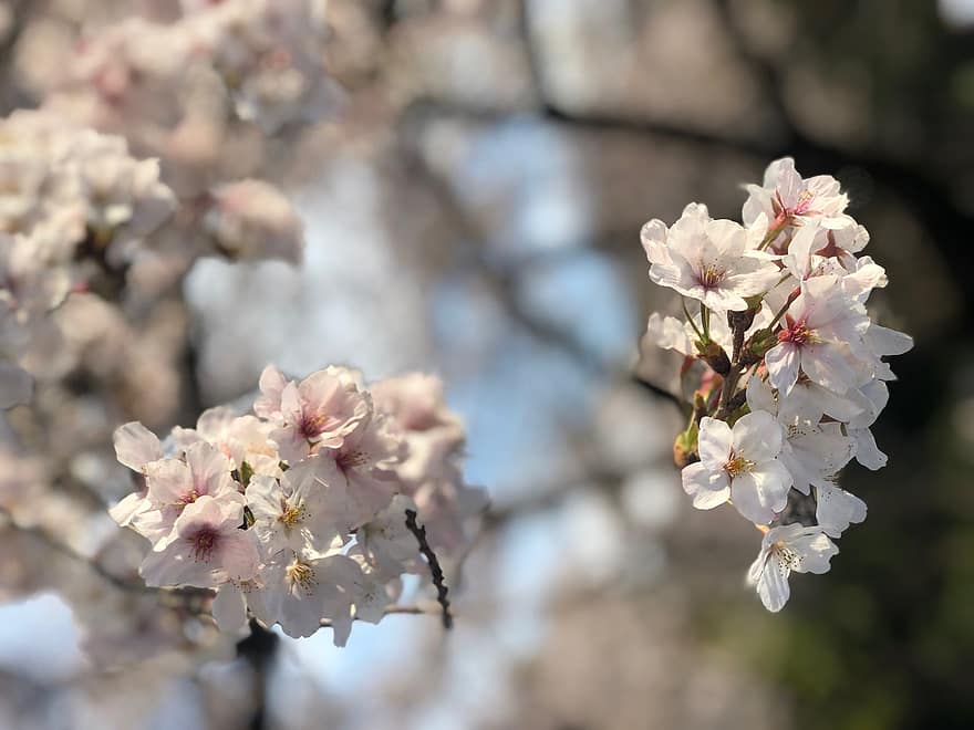 цветы, Цветение вишни, весна, Синдзюку Гёэн, время года, ботаника, лепестки, дерево, цветение, цветок, крупный план