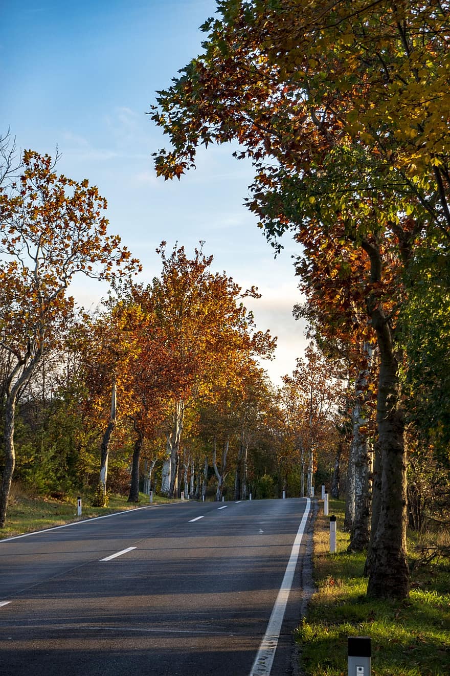 ruduo, medžiai, kelias, gatvė, juosta, dangos, asfalto, taip, medis, rudens lapai, rudens lapija