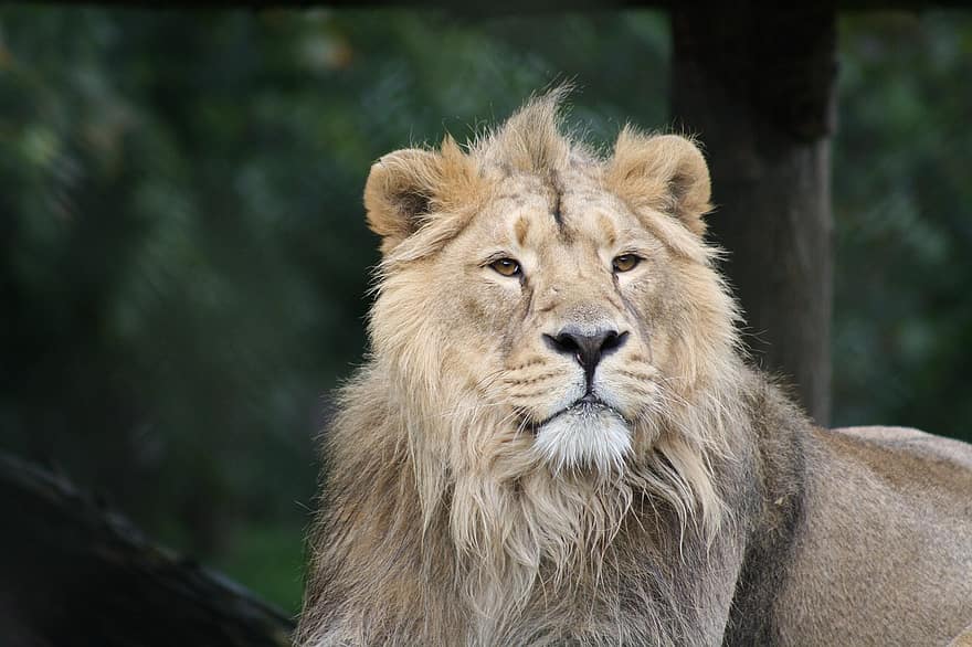 leão, animal, jardim zoológico, mamífero, gato grande, animal selvagem, predador, animais selvagens, fauna, região selvagem, retrato