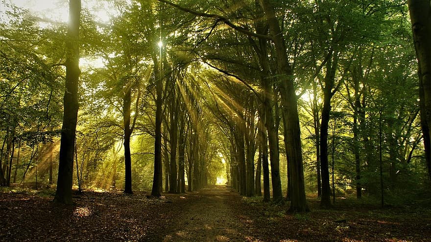 pădure, cale, răsărit, natură, copac, în aer liber, lumina soarelui, frunze, frumusețe în natură, Culoarea verde, toamnă