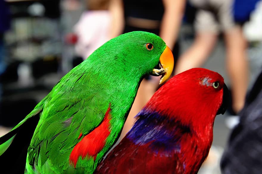 Birds, Parrots, Wildlife, Nature, Avian, beak, multi colored, feather, close-up, macaw, pets