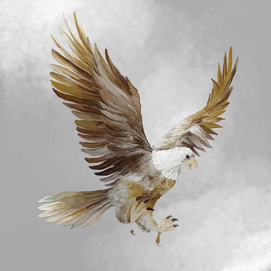 Adler, vôo, raptor, Ave de rapina, animal, pássaro selvagem, dom, voar, céu