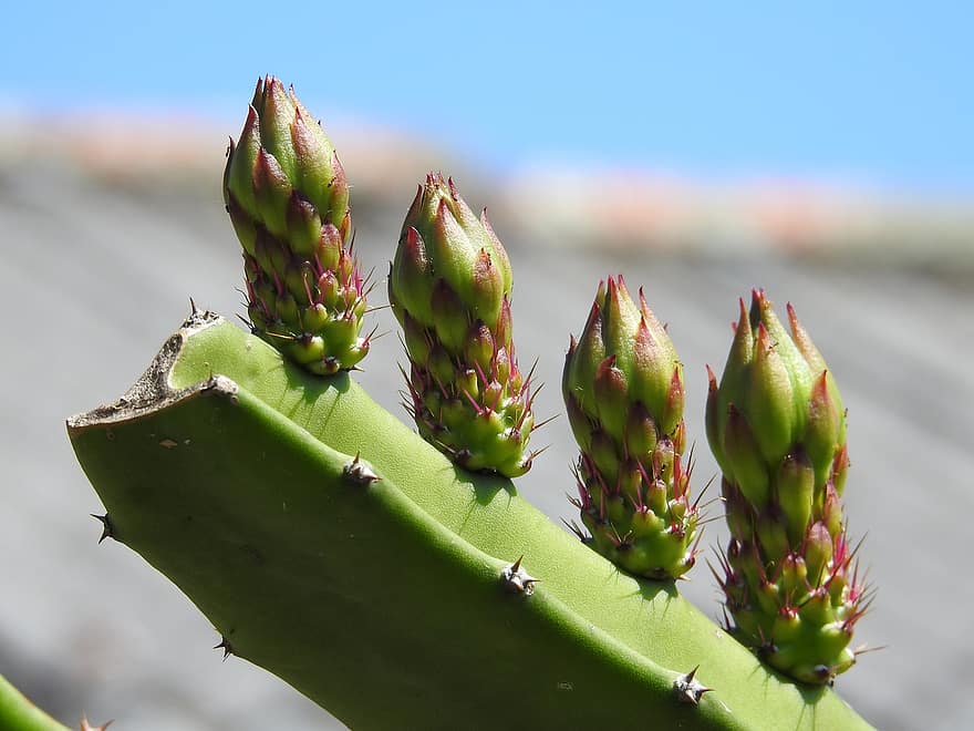 Cactus, Buds, Plant, Thorns, Succulent, Spines, Prickly, Nature, close-up, green color, leaf