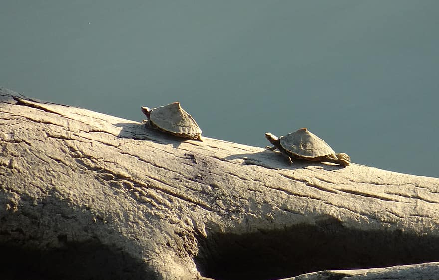 костенурка, Асамска покривна костенурка, Pangshur Sylhetensis, Geoemydidae, животно, водната, хидроплан, Kaziranga, национален парк, Асам