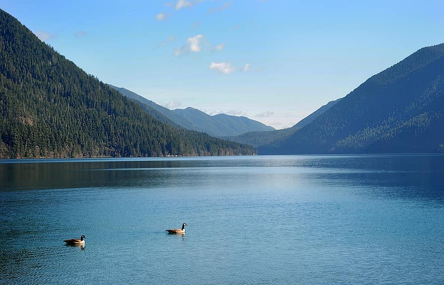 Mountains, Lake, Ducks, Outdoors, Lake Crestant, Water, Olympic National Park, blue, mountain, summer, landscape