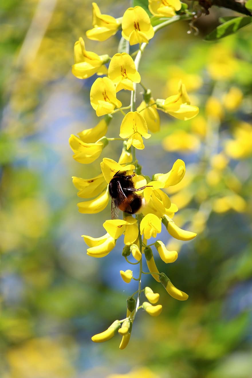 Laburnum, Bee, Pollination, Golden Chain Tree, Golden Rain, Yellow Flowers, Spring, Flowering Shrub, Bloom, Flora, Garden
