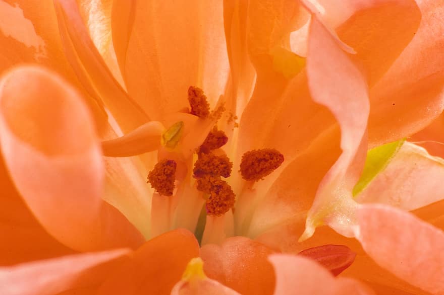 квітка, помаранчева квітка, маточка, пелюстки, апельсинові пелюстки, цвітіння, флора, Рослина, природи