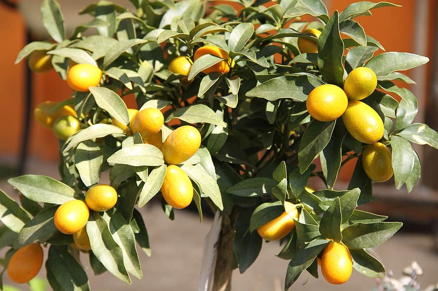 برتقال ذهبي ، الفاكهة ، طعام ، طازج ، صحي ، ناضج ، عضوي ، حلو ، ينتج ، حصاد ، شجرة