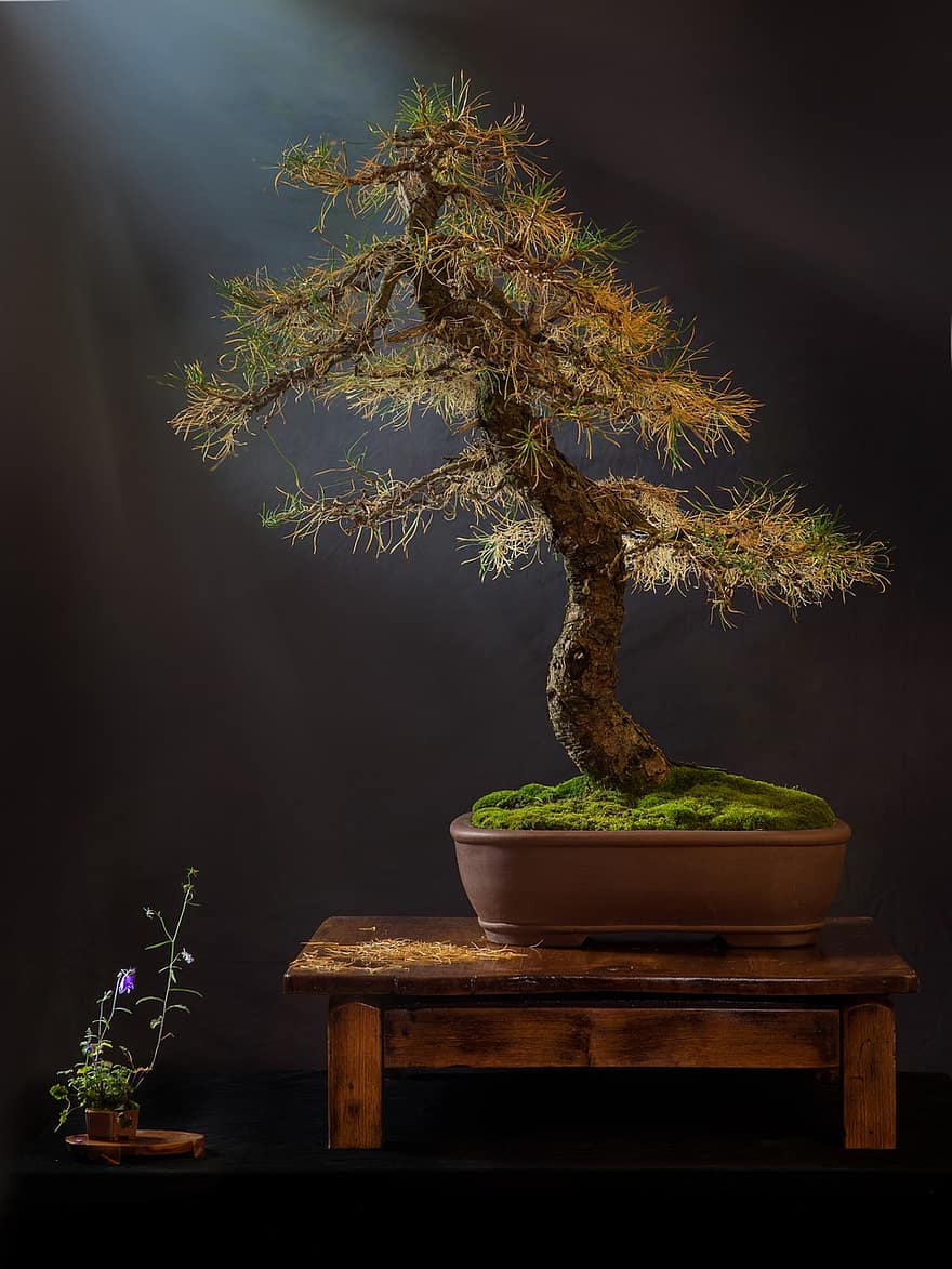 Bonsai, pianta, pentola, albero, le foglie, Albero bonsai