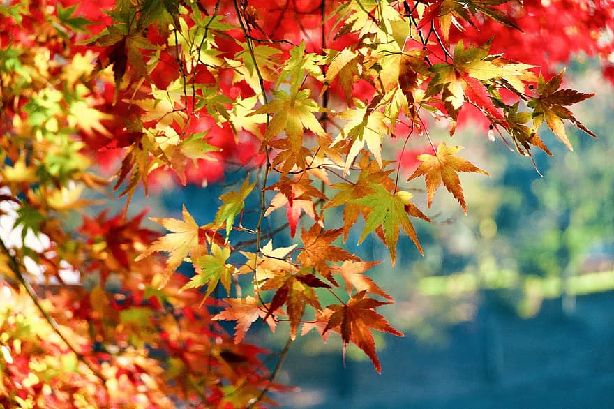 кленовый, листья, падать, осень, кленовые листья, листва, ветка, Осенние листья, дерево, завод, природа