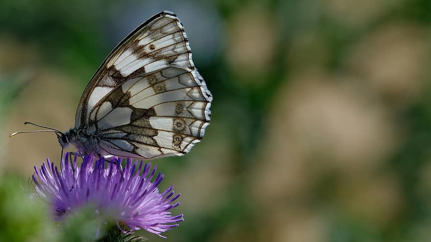 marmorierter weißer Schmetterling, Schmetterling, Blume, Distel, Insekt, Flügel, lila Blume, Wildblume, Pflanze, Wiese, Natur