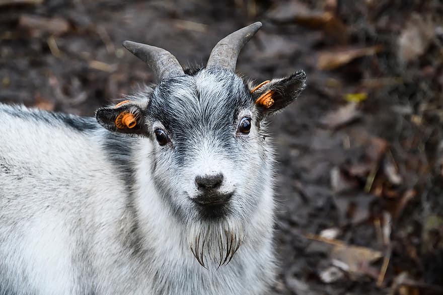 Goat, Animal, Horns, Head, White Goat, Mammal, Ruminant, Domestic Goat, Livestock, Farm, Animal World