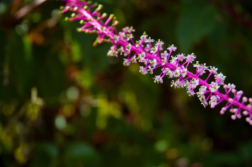 плевелен, цветя, растение, малки цветя, разцвет, цвят, флора, градина, природа, близък план, Коста Рика