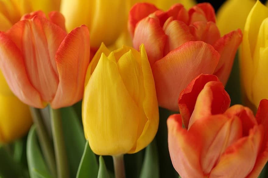 тюльпани, квіти, рослини, пелюстки, цвітіння, цибулинні квіти, весняні квіти, весна, фон