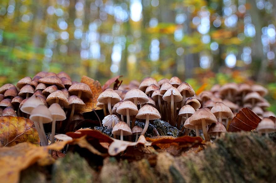 houby, zadek, les, Vodní houba, dřevo, Příroda, zblízka, bokeh, plodnic