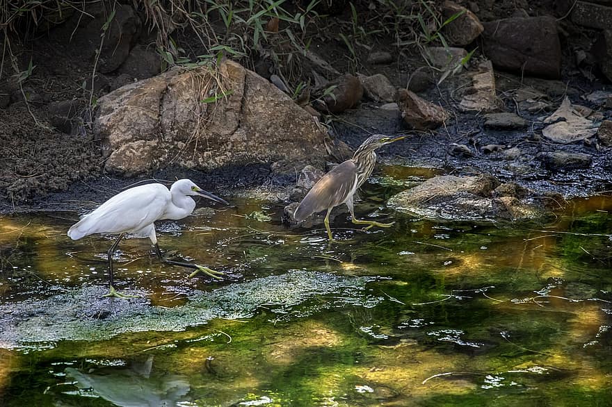 นกกระสาบ่อจีน, นก, น้ำ, ardeola bacchus, สัตว์, ธรรมชาติ, การล่าสัตว์, พื้นที่ชุ่มน้ำ, เขาหลัก, ประเทศไทย, สัตว์ในป่า