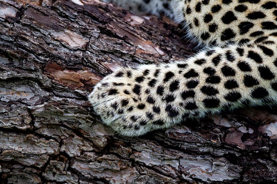 leopardas, pobūdį, gyvūnas, Afrika, modelį, kailiai, dykumoje, laukinės gamtos, katė, mėsėdis, žinduolių