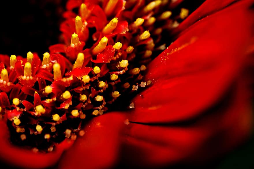 gerbera, fiore, fiore rosso, polline, pistillo, petali, fioritura, fiorire, pianta, flora, natura
