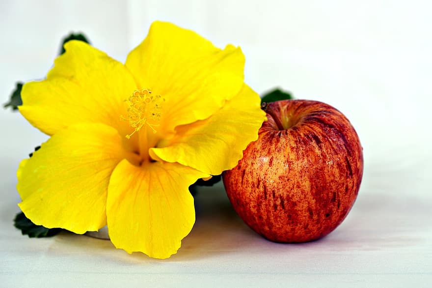 æble, hibiscus, gul hibiskus, blomst, flora, natur, frugt