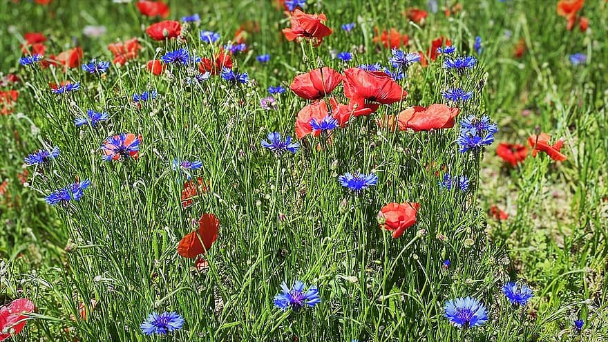 खसखस, कॉर्नफ्लॉवर, घास का मैदान, जंगली फूल, फूल, लाल फूल, नीले फूल