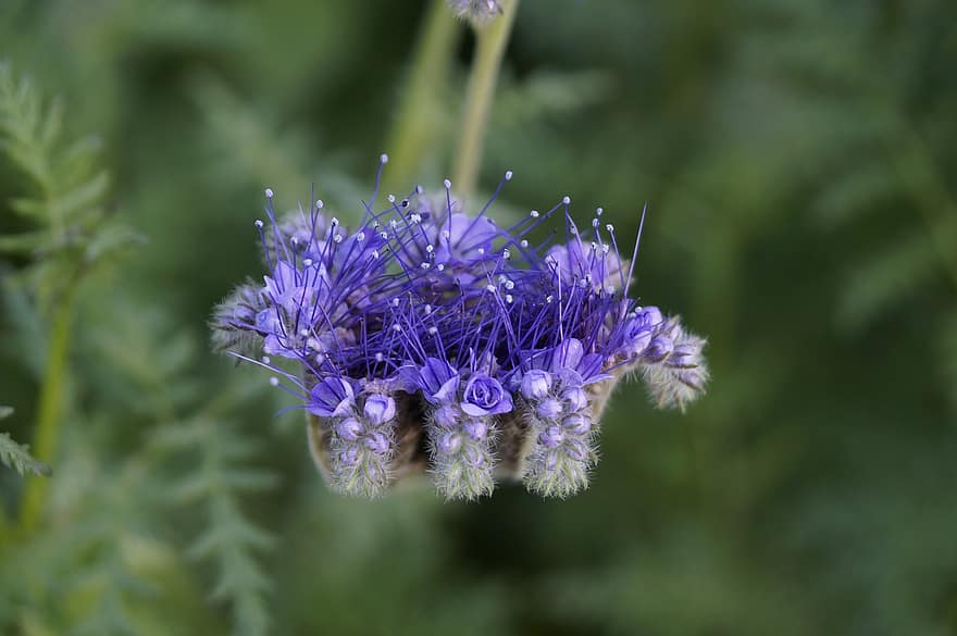 lila Blume, violette Blüten, Natur, Garten