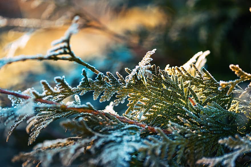thuja, παγωνιά, παγωμένος, κρυστάλλους, κρύο, χειμώνας, χειμερινός, σε εξωτερικό χώρο, φύση, φράζω, δέντρο