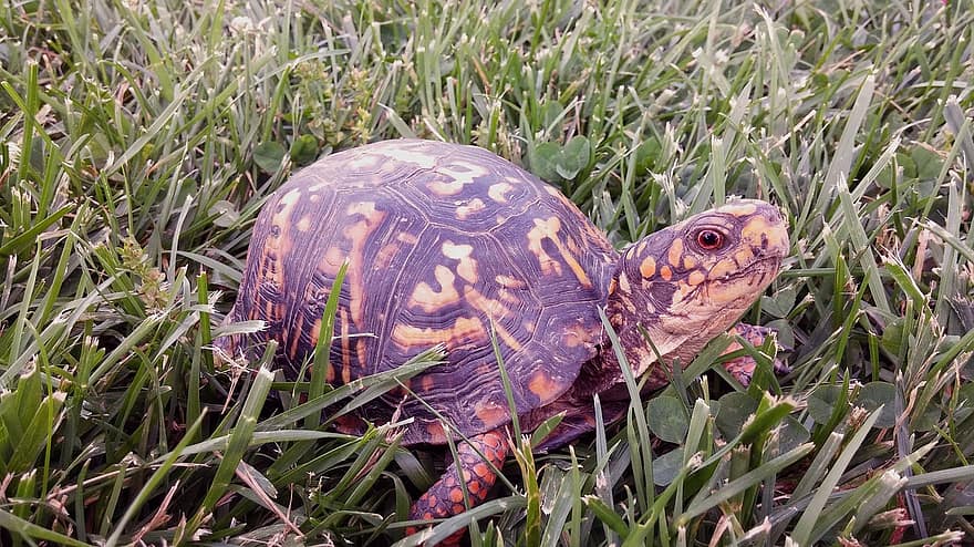 tortuga oriental, tortuga, Caixa, Terrapene Carolina Carolina, rèptil, shell, carapace, lent, criatura, vida salvatge, naturalesa