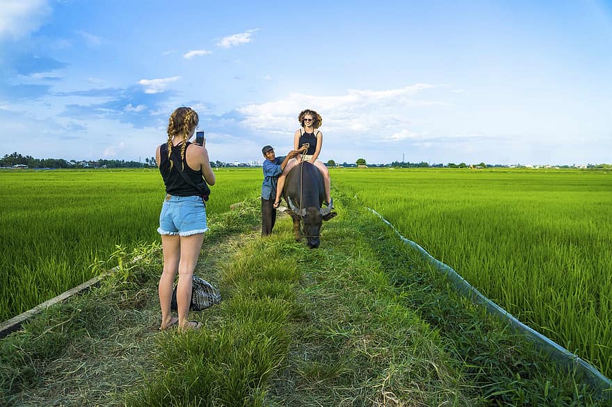 Touristen, Frau, Büffel, Reiten, Foto machen, Bauernhof, Felder, Landwirtschaft, Reisfelder, Reise, Erfahrung