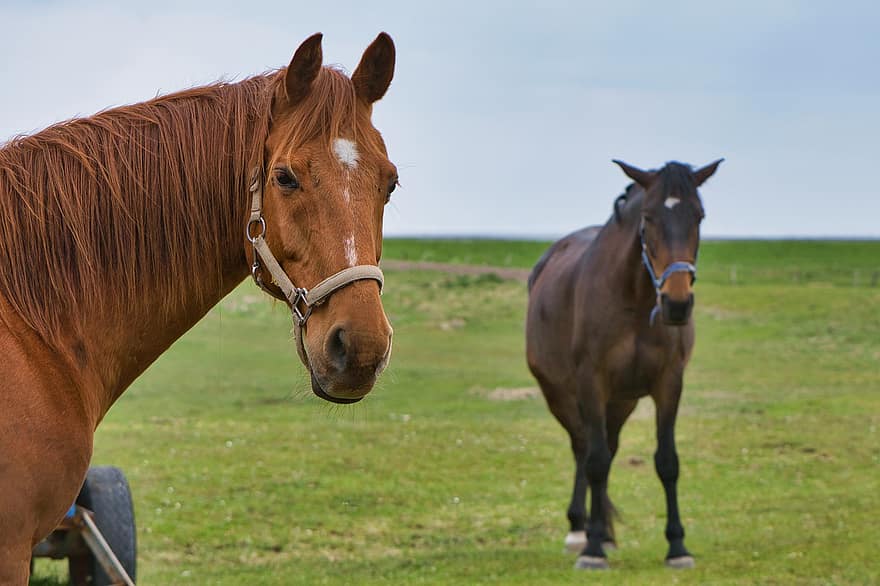 Horses, Brown Horses, Grass, Farm Animals, Animals, Landscape, Pasture, Meadow, Nature