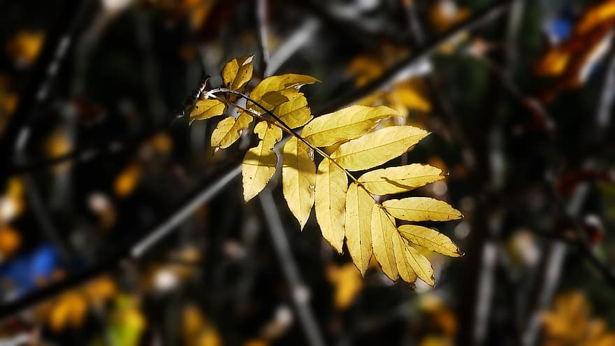 Leaves, Foliage, Branch, Tree, Fall, Light, Sheets, Nature, Forest