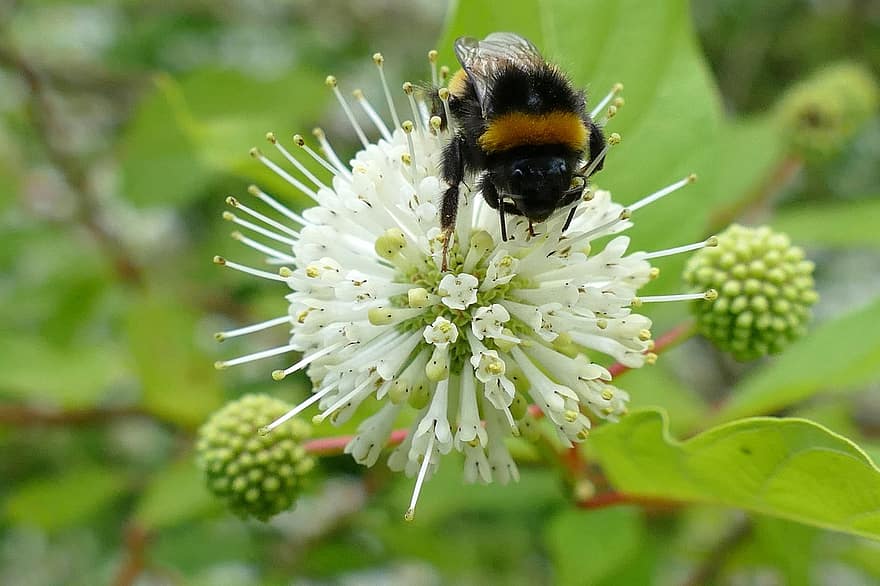 Kogelstruik, Cephalantus occidentalis, humla, insekt, nektar, mat, pollen, pollinering, fortplantning, växt