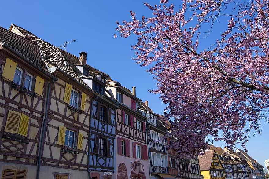 cittadina, villaggio, a casa, Francia, albero, primavera, Colmar, architettura, fiore, graticcio, posto famoso