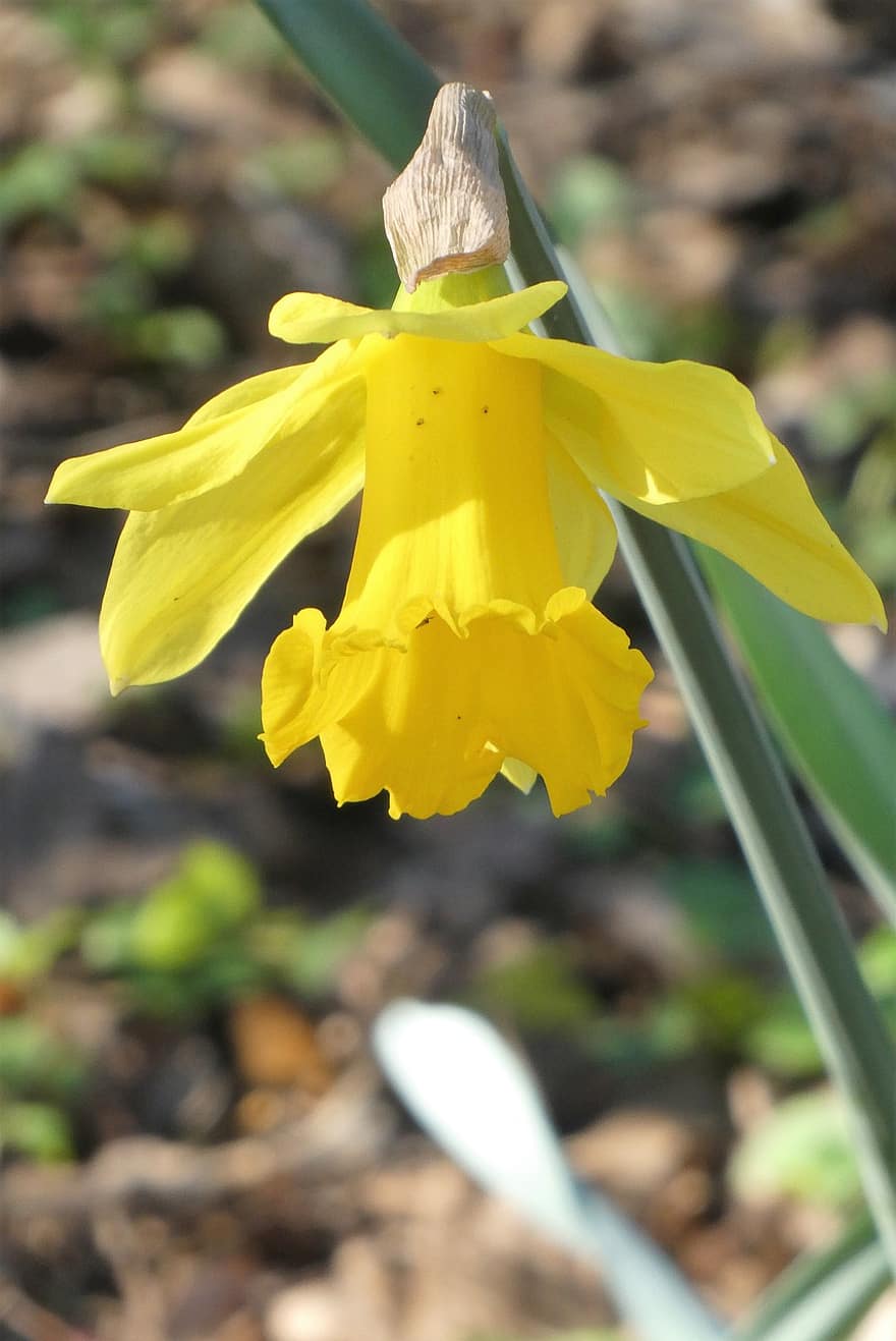 Yellow Daffodil, Flower, Vegetable, Yellow Flower, Bloom, Spring Flower, Bulbous Plant, Garden, Nature, Flora, plant