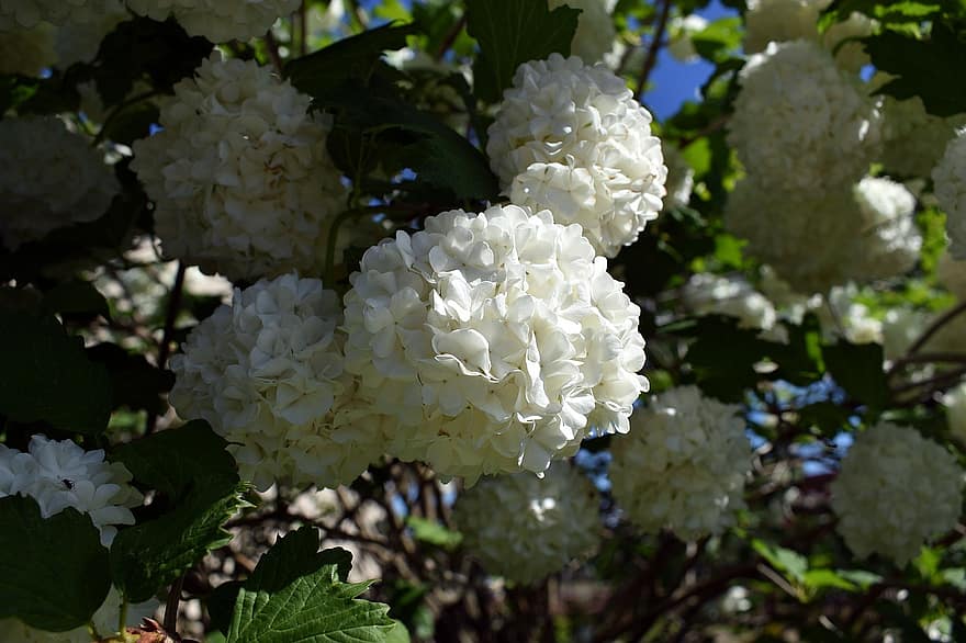 ガマズミ属の木、フラワーズ、白い花、花びら、白い花びら、咲く、自然、春の花、葉、工場、夏