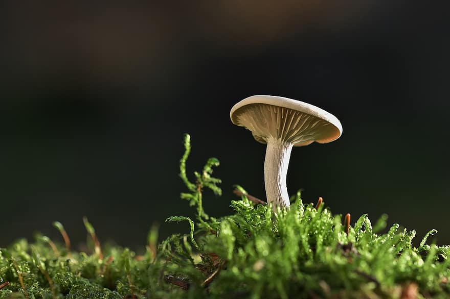 гриб, поганка, мох, маленький гриб, грибок, ліс, лісова підлога, природи