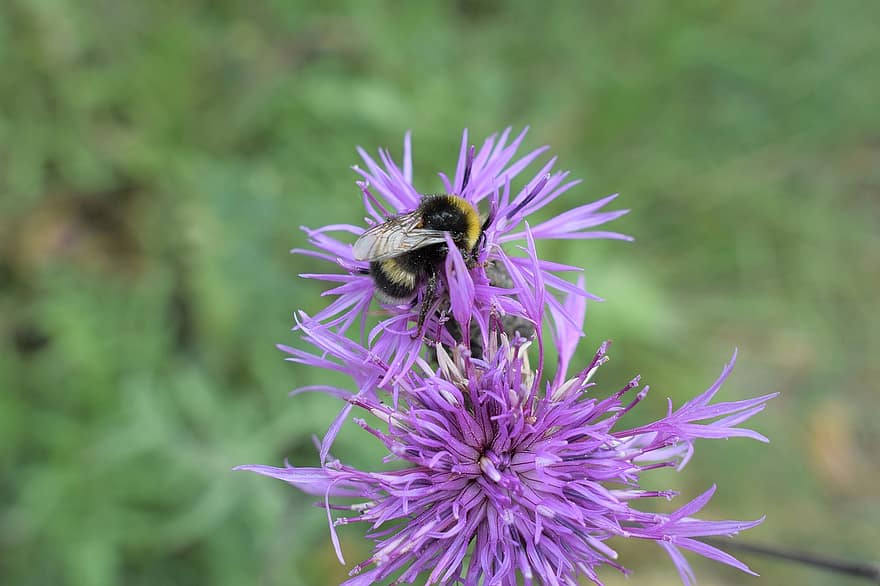 bumblebee, ผึ้ง, แมลง, ผสมเกสรดอกไม้, การผสมเกสรดอกไม้, ดอกไม้, แมลงปีก, ปีก, ธรรมชาติ, Hymenoptera, กีฏวิทยา
