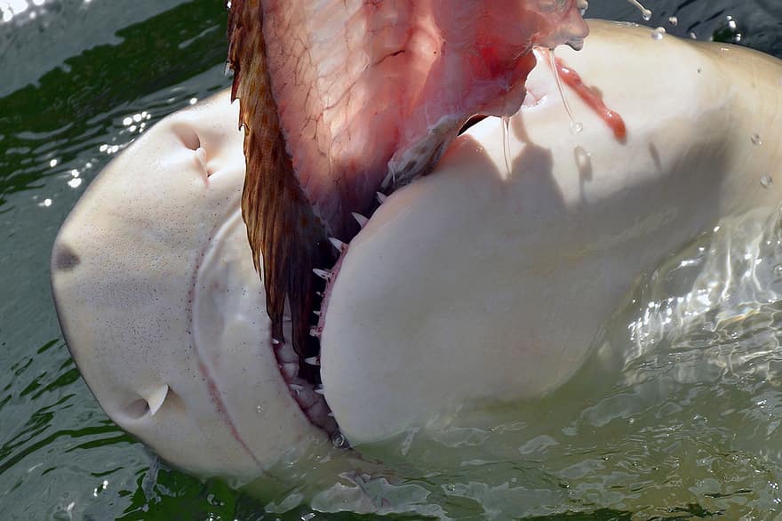 hai, tiburón, comer, diente, peligroso, carnívoros, pie, naturaleza, de cerca, Australia, cazador