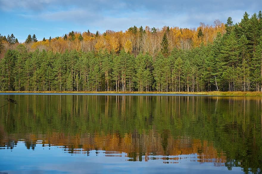 木、湖、自然、森林、秋、水、風景、反射、青、緑色、黄