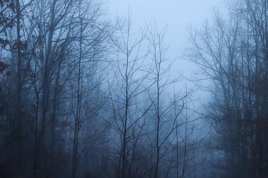 bosque, niebla, brumoso, misterioso, fantasía, paisaje, oscuro, naturaleza, invierno, frío