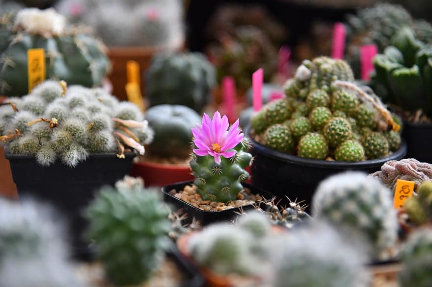 plante, cactus, natură, verde, grădină, floră, botanic, suculent, floare, gradinarit