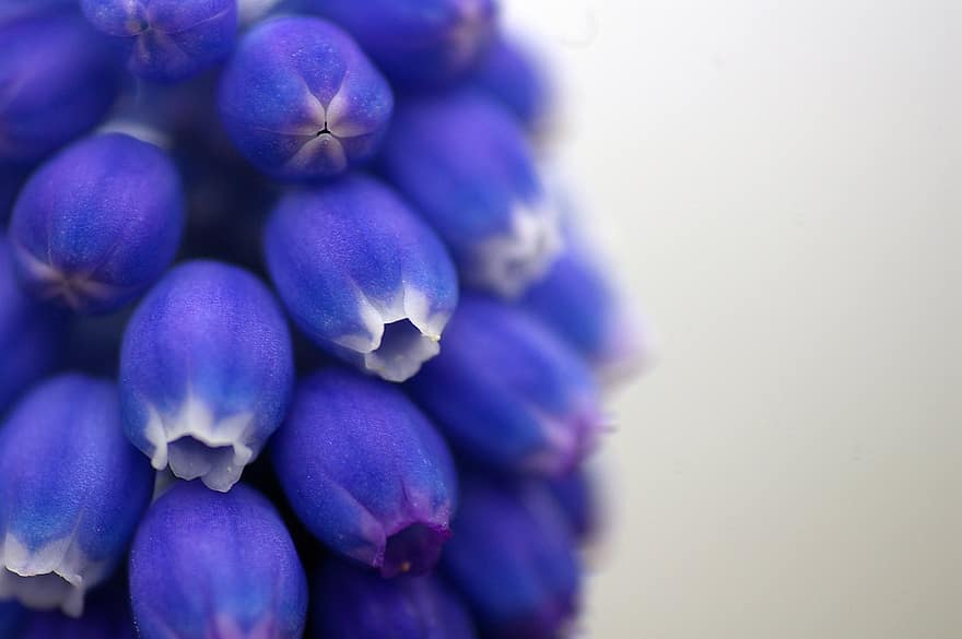 виноградные гиацинты, фиолетовые цветы, голубые цветы, гиацинты, макрос, крупный план, цветок, свежесть, завод, пурпурный, лепесток