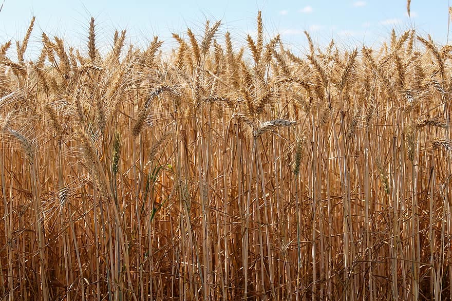 trigo, agricultura, cereais, campo, verão, milharal, Fazenda